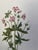 This beautiful set of 2 framed original vintage botanical wild flower prints of Rose Mallow and Wild Geranium were...