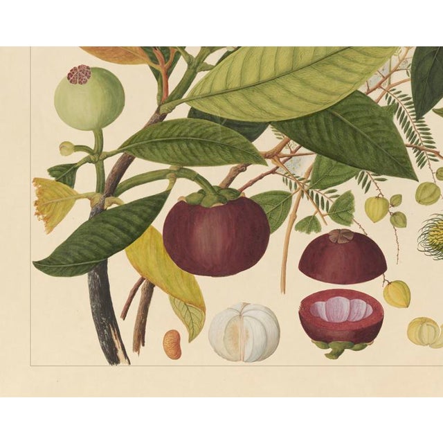 Golden Tropic Botanicals #2/22. beautifully reproduced as giclée prints using archival inks on imported English cotton rag...