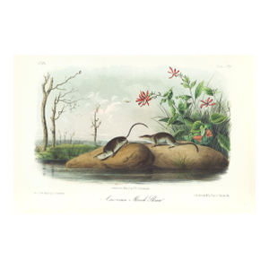 1854 Audubon Quadruped Octavo Lithograph "Plate 125 American Marsh Shrew"