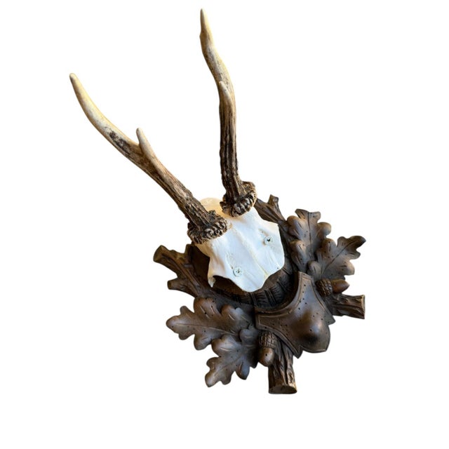 Cabin Roe Deer Trophy 43 Black Forest Antlers For Sale - Image 3 of 5