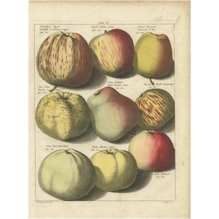 Knoop, Various Apples, 1758, Print For Sale