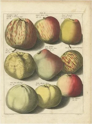 Knoop, Various Apples, 1758, Print