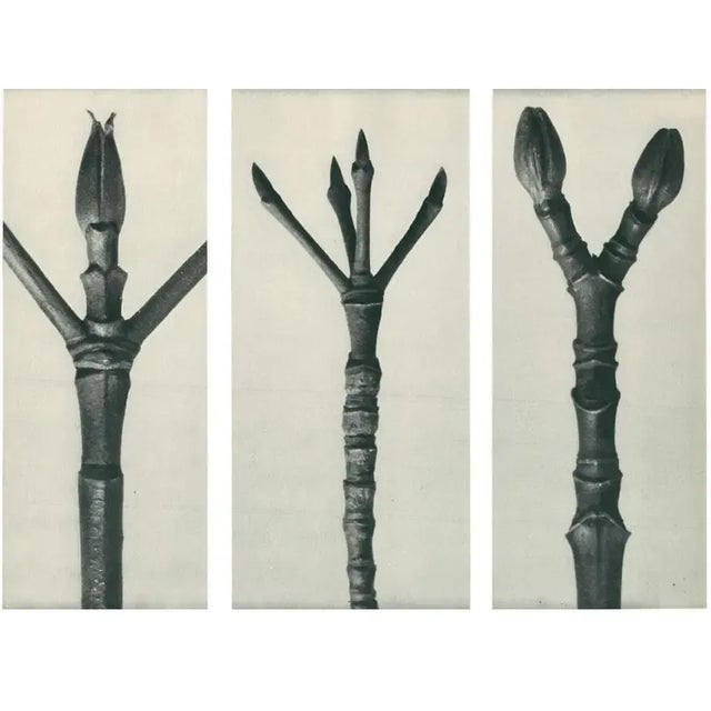 1928 Karl Blossfeldt Original Period Photogravure N17 of Cornus Nuttallii For Sale - Image 4 of 6