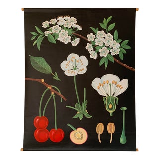 Jung-Koch-Quentell Cherry Blossom Botanical Poster For Sale