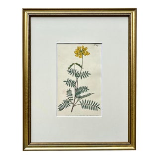 Antique Original Hand Colored Curtis Yellow Floral Botanical Etching 1798 For Sale