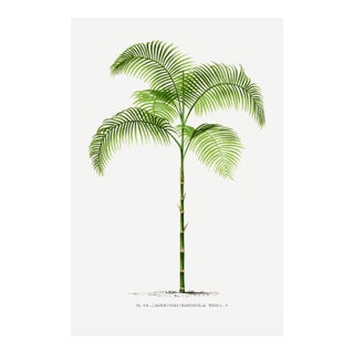 Vintage Palm Tree Illustration, Botanical Art Print Reproduction, 26" X 40" For Sale