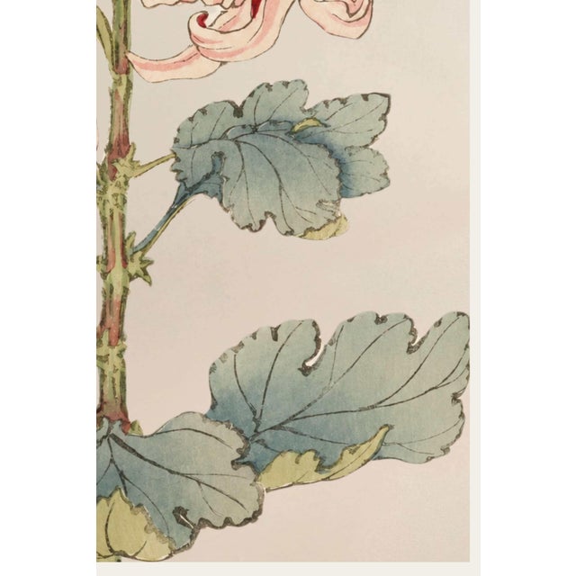 Not Yet Made - Made To Order Asian Spider Mum by Hasegawa, Vintage Japanese Botanical Art Print, 12" X 18" For Sale - Image 5 of 8