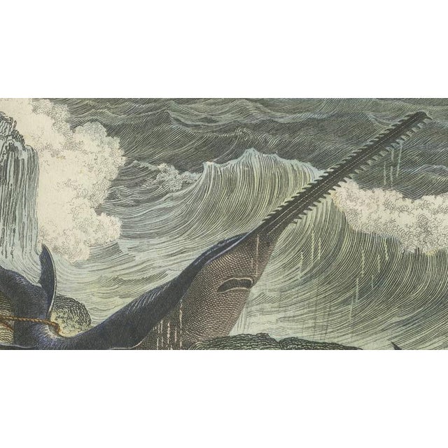 After Édouard Traviès, Le Squale Scie (Sawfish), 1840, Hand-Colored Engraving For Sale - Image 6 of 9