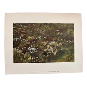 Andrew Wyeth, Quaker Ladies or Bluets, 1962 Published Lithograph Print