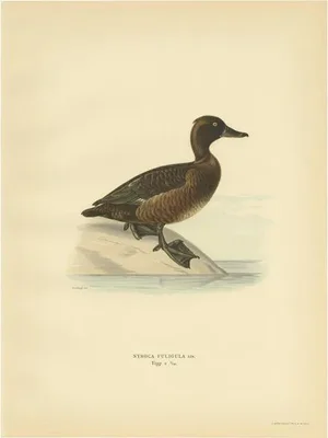Von Wright, Female Tufted Duck, 1929, Paper
