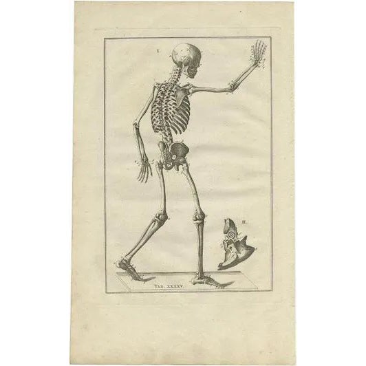 Eustachi, Anatomy Illustration of the Human Skeleton, 1798, Print For Sale