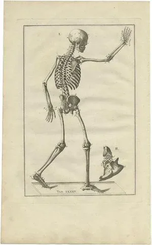Eustachi, Anatomy Illustration of the Human Skeleton, 1798, Print