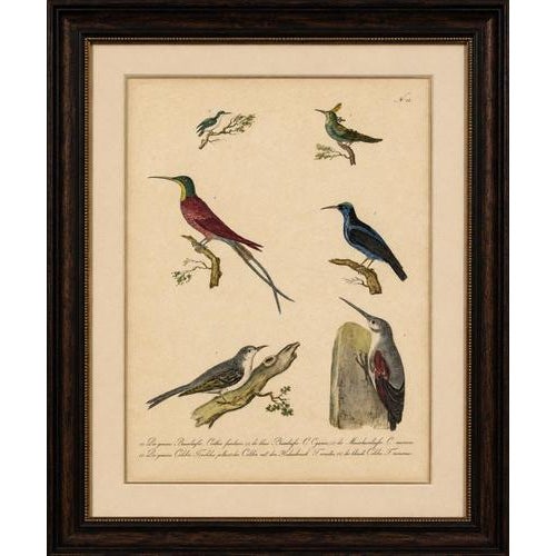 Black Karl Joseph Brodtmann, Hummingbirds & Treecreepers, 1816, Lithograph For Sale - Image 8 of 9
