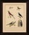 Black Karl Joseph Brodtmann, Hummingbirds & Treecreepers, 1816, Lithograph For Sale - Image 8 of 9