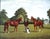 "Classic Lines: A Gallery of the Great Thoroughbreds" 1975 Reeves, Richard Stone & Robinson, Patrick For Sale - Image 4 of 7