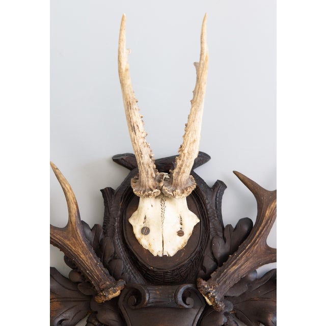 Late 19th Century 19th Century Black Forest Antlers Trophy Mount Mantel Wall Plaque For Sale - Image 5 of 11