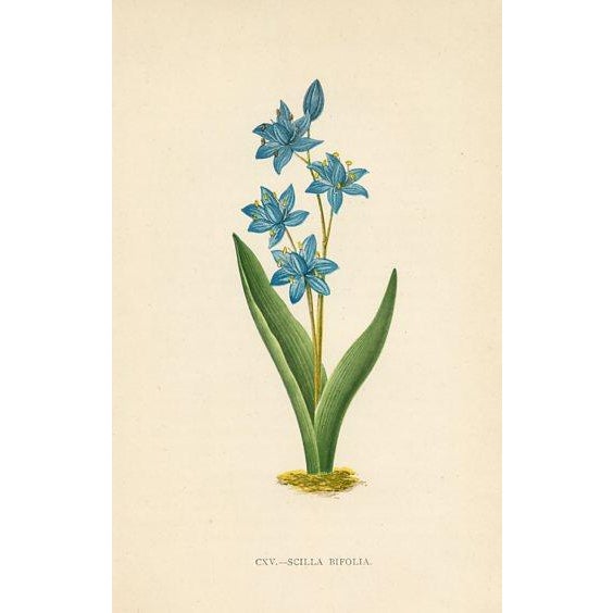 Original set of 4 antique botanical prints from a late 1800s folio featuring the Flora of the Alps. The plants shown on...