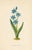 Original set of 4 antique botanical prints from a late 1800s folio featuring the Flora of the Alps. The plants shown on...