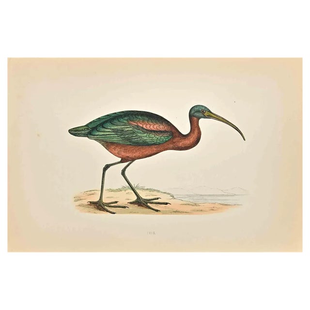 Alexander Francis Lydon, Ibis, Woodcut Print, 1870 For Sale