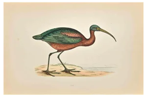 Alexander Francis Lydon, Ibis, Woodcut Print, 1870