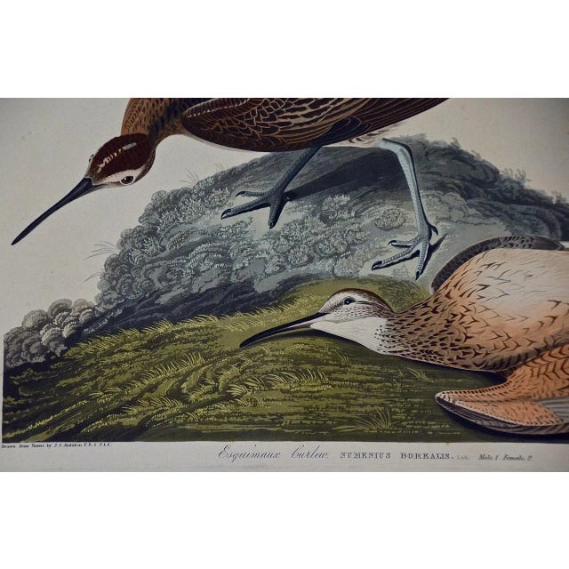 "Esquimaux Curlew": A Framed Original Audubon Hand-Colored Folio Engraving, 1834 For Sale In San Francisco - Image 6 of 8