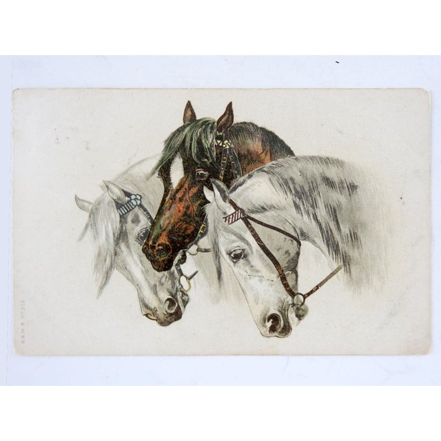 Antique 1904 3 Horses Lithograph Postcard Print Chairish
