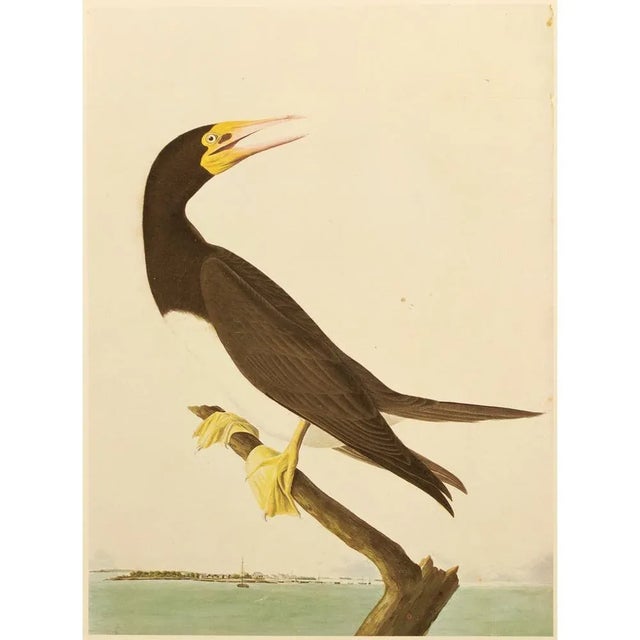 John James Audubon 1966 Brown Booby After Audubon, Vintage Full-Color Print For Sale - Image 4 of 6