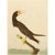John James Audubon 1966 Brown Booby After Audubon, Vintage Full-Color Print For Sale - Image 4 of 6