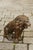 Wood Pair of Italian 1880s Small Walnut Hand Carved Lion Sculptures with Dark Patina For Sale - Image 7 of 12