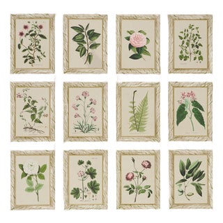 Sample - Schumacher x Johnson Hartig Garden's Trust Wallcovering in Blushed Oyster For Sale