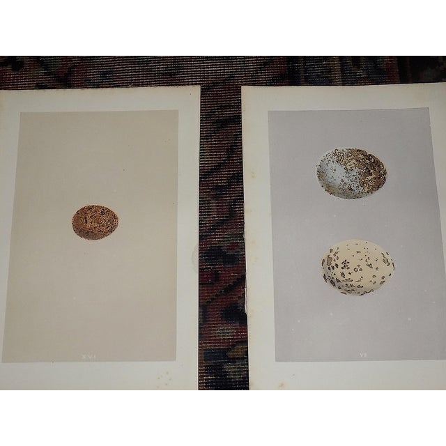 Printmaking Materials Antique 19th Century Hand Colored Birds of Prey Egg Lithographs - Set of 9 For Sale - Image 7 of 11