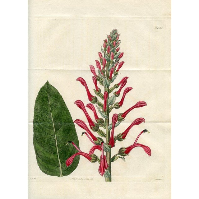This large format print is an original early-1800s hand-colored botanical engraving published in "Curtis's Botanical...