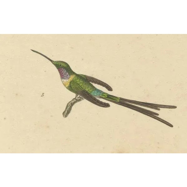 Huet and Prêtre, Hummingbird, Langsdorff, Chalybeate, 1838, Engraving For Sale - Image 4 of 6