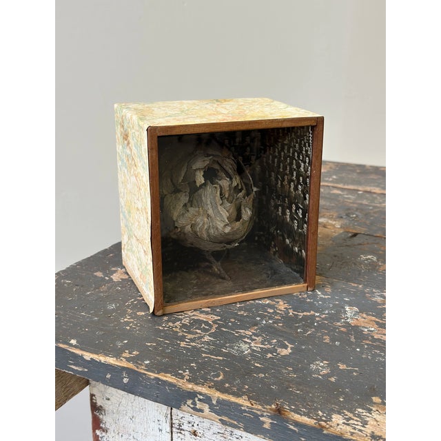 1960s Vintage Mounted Wasp Nest Shadow Box With Panoramic Graduate Photo, Circa 1960s For Sale - Image 5 of 13