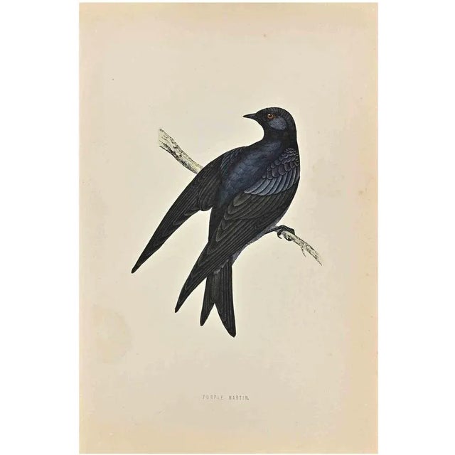 Purple Martin is a modern artwork realized in 1870 by the British artist Alexander Francis Lydon (1836-1917). Woodcut...