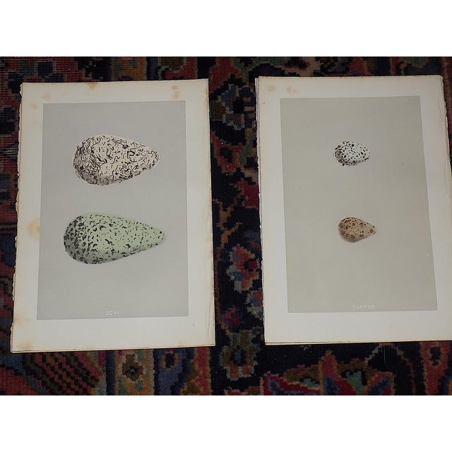 Printmaking Materials Antique 19th Century Hand Colored Egg Lithographs - Water Birds - Set of 12 For Sale - Image 7 of 9