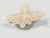 Contemporary Andrianna Shamaris Amorphous Bleached Teak Wood Coffee Table For Sale - Image 3 of 18