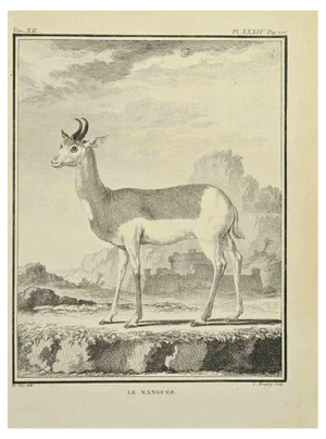 Jean Charles Baquoy, Le Naguer, Etching, 1771