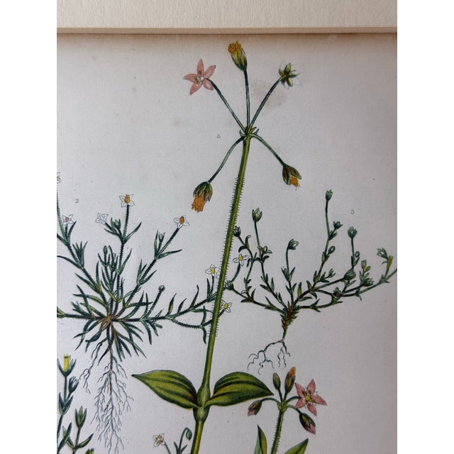 Two Victorian Lithographic Prints From “The Flowering Plants, Grasses, Sedges, and Ferns of Great Britain” For Sale - Image 9 of 12