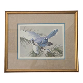 White Pine Blue Jay Signed Maynard Reece Print For Sale