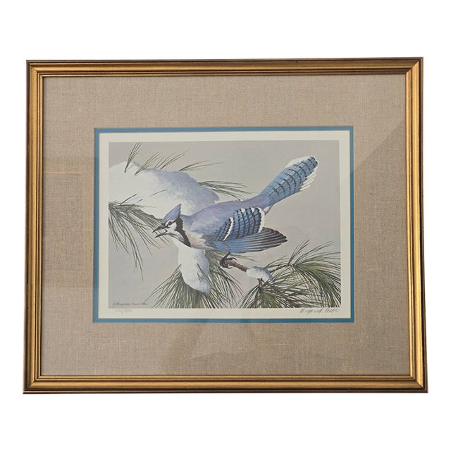 White Pine Blue Jay Signed Maynard Reece Print For Sale