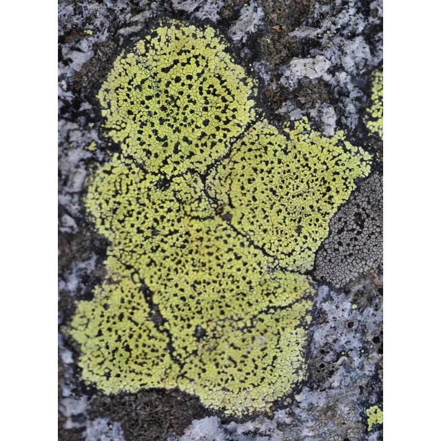 2010s Gaétan Caron "Chérubin" Lichen, Mendocino, Ca Photograph, 2014 For Sale - Image 5 of 5