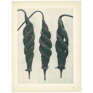 1928 Chili Nettle, Original Period Photogravure N27 by Karl Blossfeldt For Sale