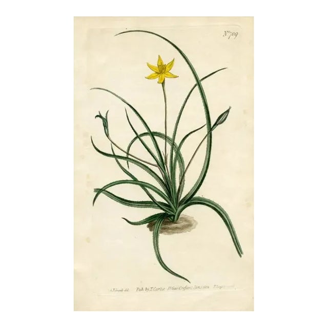1804, Star Lily Botanical Print, Curtis's Botanical Magazine, Original Antique Botanical Print, Engraving, England For Sale