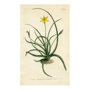 1804, Star Lily Botanical Print, Curtis's Botanical Magazine, Original Antique Botanical Print, Engraving, England