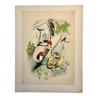 Woodpeckers by Studer, 1878 (Unframed), Original Chromolithograph For Sale