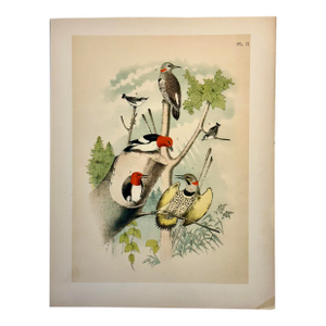Woodpeckers by Studer, 1878 (Unframed), Original Chromolithograph