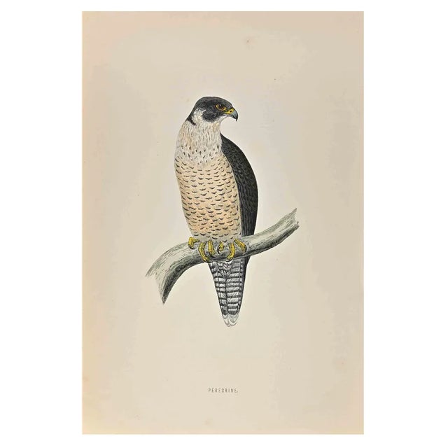 Alexander Francis Lydon, Peregrine, Woodcut Print, 1870 For Sale