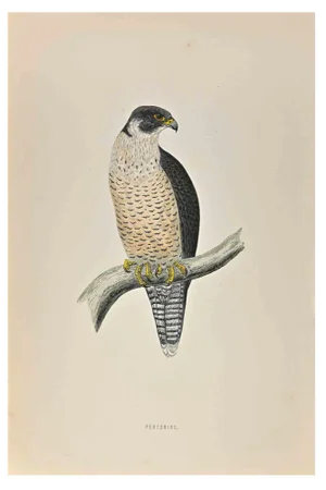 Alexander Francis Lydon, Peregrine, Woodcut Print, 1870
