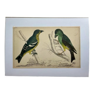 Antique Hand Colored Bird Print From England Showcasing Varieties of Cross-Bills - Circa 1870 For Sale